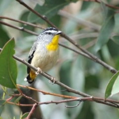 Pardalotus punctatus (Spotted Pardalote) at Alpine, NSW - 1 Nov 2017 by JanHartog