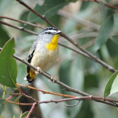 Pardalotus punctatus (Spotted Pardalote) at Alpine - 1 Nov 2017 by JanHartog