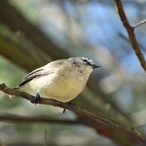 Acanthiza chrysorrhoa at Alpine - 7 Nov 2017 04:54 AM