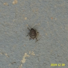 Platycoris rotundatus (A shield bug) at Kambah, ACT - 20 Dec 2019 by GirtsO