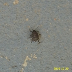 Platycoris rotundatus (A shield bug) at Kambah, ACT - 19 Dec 2019 by GirtsO