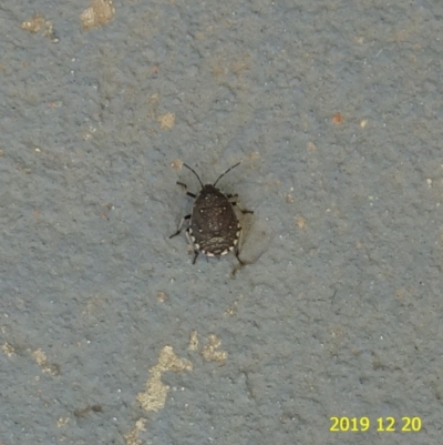 Platycoris rotundatus (A shield bug) at Kambah, ACT - 20 Dec 2019 by GirtsO