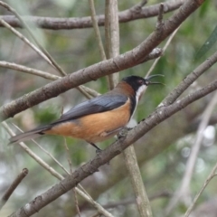 Acanthorhynchus tenuirostris (Eastern Spinebill) at Wingecarribee Local Government Area - 26 Oct 2017 by JanHartog