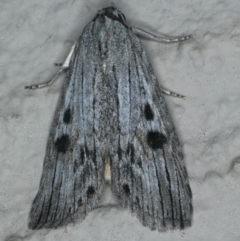 Calathusa ischnodes (An Erebid moth) at Ainslie, ACT - 19 Dec 2019 by jb2602