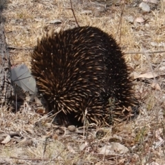 Tachyglossus aculeatus (Short-beaked Echidna) at Hughes, ACT - 17 Dec 2019 by JackyF