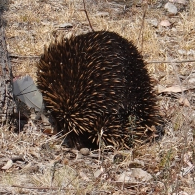 Tachyglossus aculeatus (Short-beaked Echidna) at Hughes, ACT - 16 Dec 2019 by JackyF