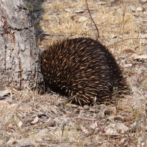 Tachyglossus aculeatus at Hughes, ACT - 17 Dec 2019 09:46 AM