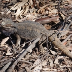 Pogona barbata (Eastern Bearded Dragon) at Red Hill to Yarralumla Creek - 15 Dec 2019 by JackyF