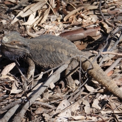 Pogona barbata (Eastern Bearded Dragon) at Deakin, ACT - 16 Dec 2019 by JackyF