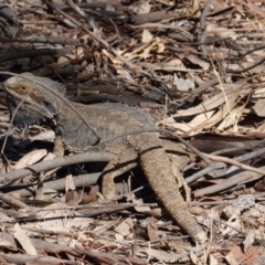 Pogona barbata at Deakin, ACT - 16 Dec 2019