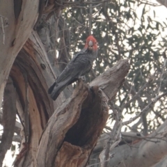 Callocephalon fimbriatum (Gang-gang Cockatoo) at Hughes Grassy Woodland - 20 Dec 2019 by JackyF