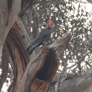 Callocephalon fimbriatum at Hughes, ACT - 20 Dec 2019