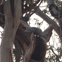 Callocephalon fimbriatum at Hughes, ACT - 20 Dec 2019