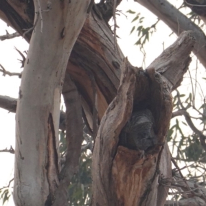 Callocephalon fimbriatum at Hughes, ACT - 20 Dec 2019