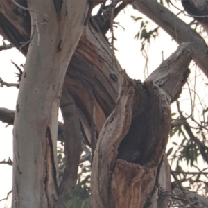 Callocephalon fimbriatum at Hughes, ACT - 20 Dec 2019