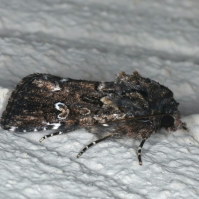 Ectopatria horologa (Nodding Saltbush Moth) at Ainslie, ACT - 19 Dec 2019 by jb2602