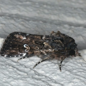 Ectopatria horologa at Ainslie, ACT - 19 Dec 2019