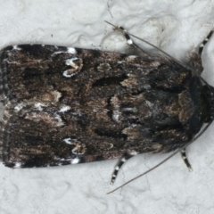 Ectopatria horologa at Ainslie, ACT - 19 Dec 2019 10:44 PM