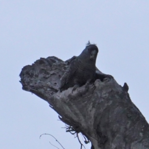 Callocephalon fimbriatum at Deakin, ACT - 18 Dec 2019