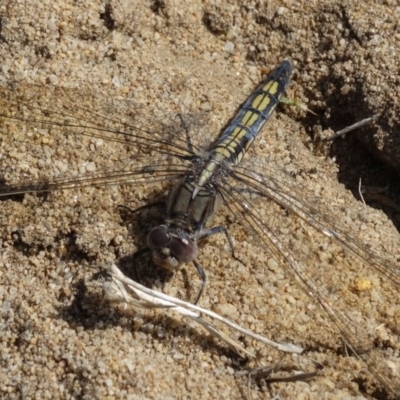 Orthetrum caledonicum (Blue Skimmer) at Alpine - 21 Dec 2016 by JanHartog