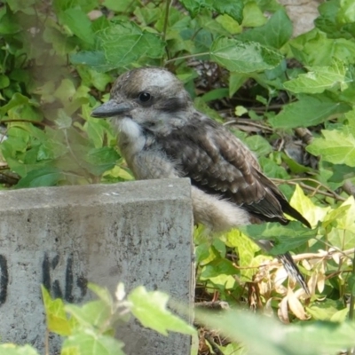 Dacelo novaeguineae (Laughing Kookaburra) at Red Hill Nature Reserve - 19 Dec 2019 by JackyF