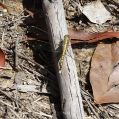 Orthetrum caledonicum (Blue Skimmer) at Wingecarribee Local Government Area - 6 Jan 2017 by JanHartog