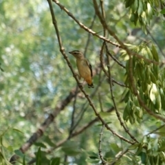 Pardalotus punctatus (Spotted Pardalote) at Red Hill Nature Reserve - 19 Dec 2019 by JackyF