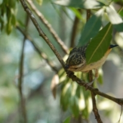 Pardalotus punctatus at Deakin, ACT - 20 Dec 2019