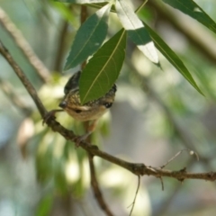 Pardalotus punctatus at Deakin, ACT - 20 Dec 2019 10:10 AM