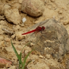 Diplacodes haematodes (Scarlet Percher) at Alpine - 3 Jan 2017 by JanHartog