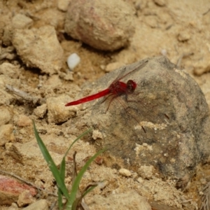 Diplacodes haematodes at Wingecarribee Local Government Area - 4 Jan 2017