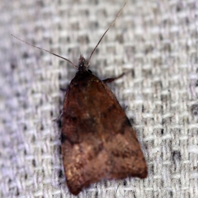 Tortricopsis euryphanella (A Concealer moth (Wingia group)) at O'Connor, ACT - 28 Nov 2019 by ibaird
