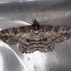 Cleora displicata (A Cleora Bark Moth (Boarmiini) at O'Connor, ACT - 4 Dec 2019 by ibaird