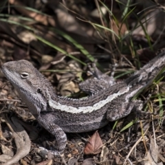 Amphibolurus muricatus (Jacky Lizard) at Penrose - 12 Sep 2019 by Aussiegall