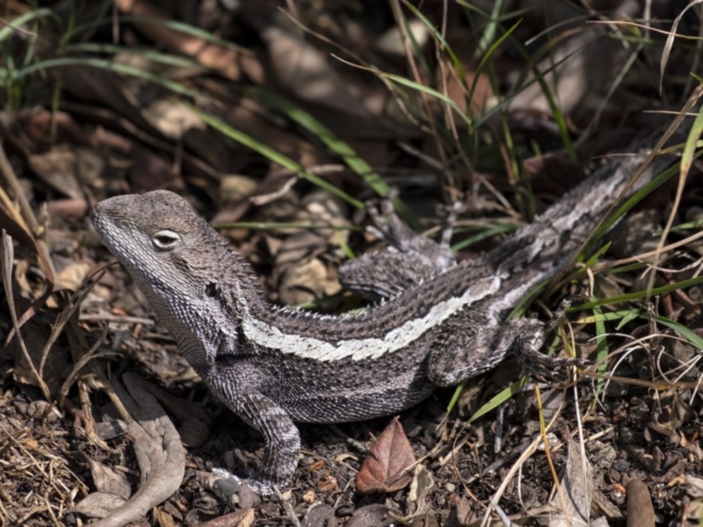 Amphibolurus muricatus at Penrose, NSW - 12 Sep 2019