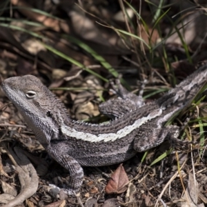 Amphibolurus muricatus at Penrose, NSW - 12 Sep 2019