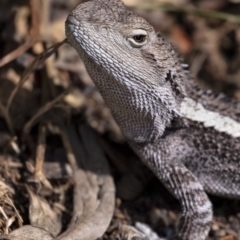 Amphibolurus muricatus at Penrose, NSW - 12 Sep 2019 10:19 AM