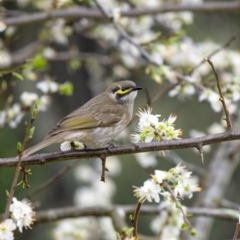 Caligavis chrysops (Yellow-faced Honeyeater) at Wingecarribee Local Government Area - 19 Sep 2019 by Aussiegall