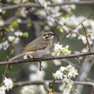 Caligavis chrysops (Yellow-faced Honeyeater) at Penrose, NSW - 19 Sep 2019 by Aussiegall