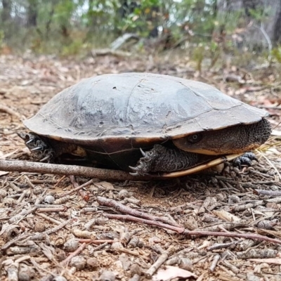 Chelodina longicollis (Eastern Long-necked Turtle) at Penrose, NSW - 15 Dec 2019 by Aussiegall