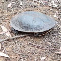 Chelodina longicollis at Penrose, NSW - 15 Dec 2019 06:52 PM