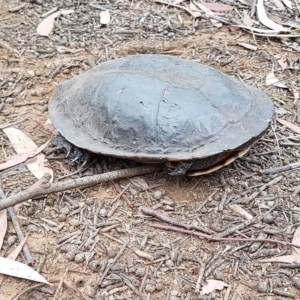 Chelodina longicollis at Penrose, NSW - 15 Dec 2019