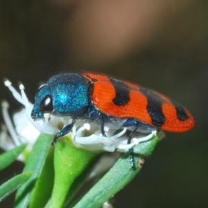 Castiarina crenata at Molonglo River Reserve - 20 Dec 2019