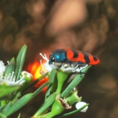 Castiarina crenata at Molonglo River Reserve - 20 Dec 2019