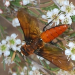 Guerinius shuckardi (Smooth flower wasp) at Molonglo River Reserve - 20 Dec 2019 by Harrisi