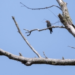 Eurystomus orientalis (Dollarbird) at Wingecarribee Local Government Area - 17 Dec 2019 by Aussiegall