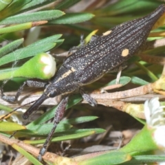 Rhinotia bidentata (Two-spot Rhinotia weevil) at Molonglo River Reserve - 20 Dec 2019 by Harrisi