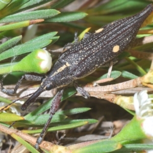 Rhinotia bidentata at Molonglo River Reserve - 20 Dec 2019 06:29 PM