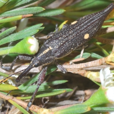 Rhinotia bidentata (Two-spot Rhinotia weevil) at Denman Prospect, ACT - 20 Dec 2019 by Harrisi