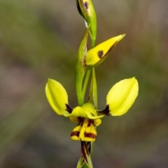 Diuris sulphurea (Tiger Orchid) at Wingecarribee Local Government Area - 19 Oct 2019 by Aussiegall